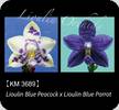 Phal. LL Blue Wave 3689